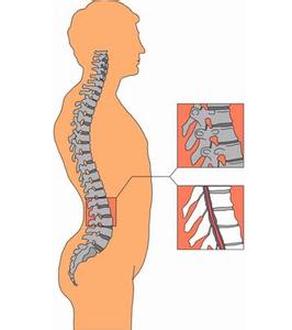 脊柱是怎么保持稳定的？